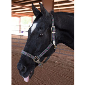 Cooper - Horse at Spirit Song Youth Equestrian Academy