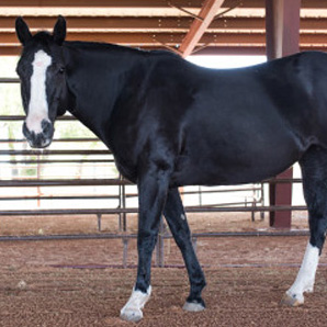 Lean -  Horse at Spirit Song Youth Equestrian Academy