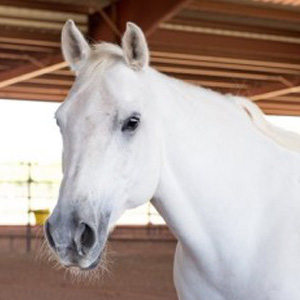 Princess - Horse at Spirit Song Youth Equestrian Academy