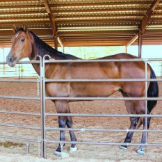 Ranger - Horse at Spirit Song Youth Equestrian Academy