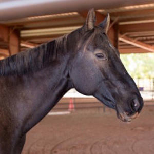 Rocky- Horse at Spirit Song Youth Equestrian Academy