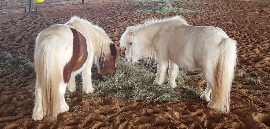 Jordon & Speckles- mini horses at Spirit Song Youth Equestrian Academy